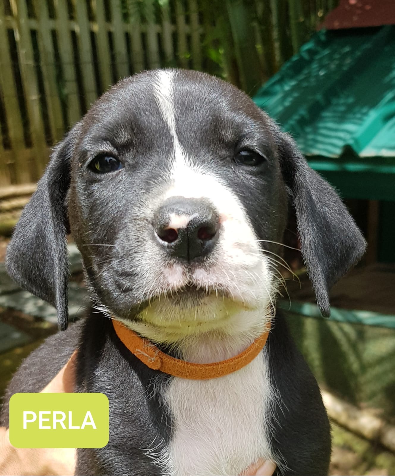 Chiens à adopter